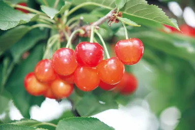 さくらんぼ　イメージ(1)