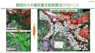 ドローンによる花粉雄花着生レベルの算定