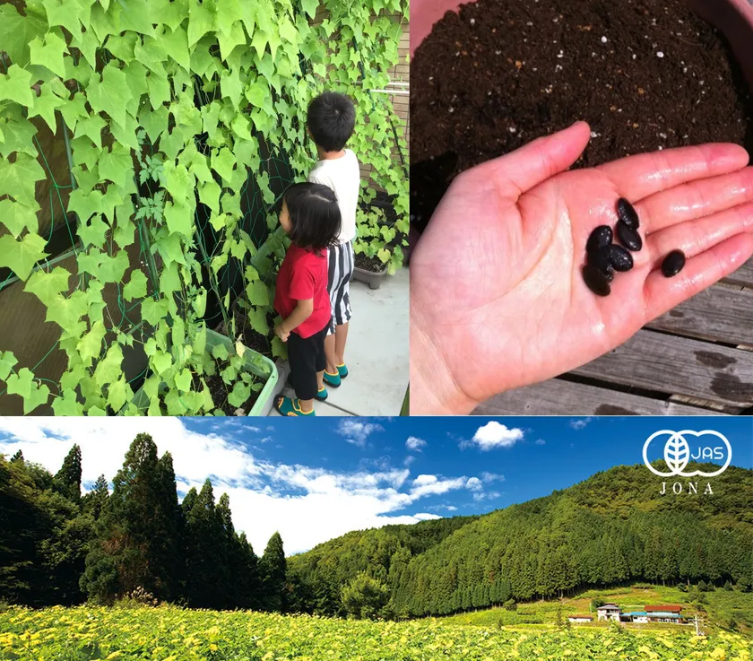 自社有機農場産の有機ヘチマの種を無料で配布