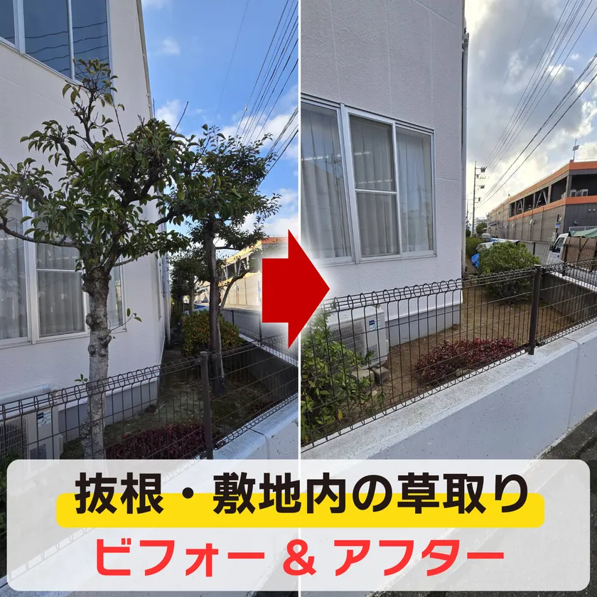 便利屋「クリーンアップ」抜根の様子