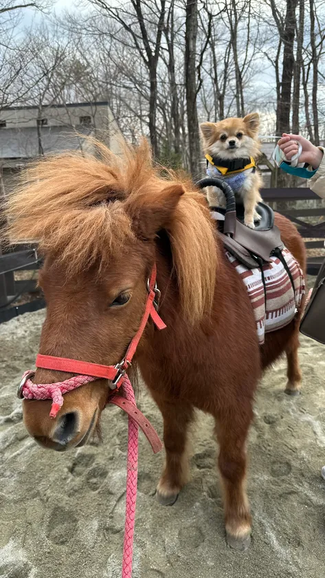 わんちゃんポニー乗馬体験