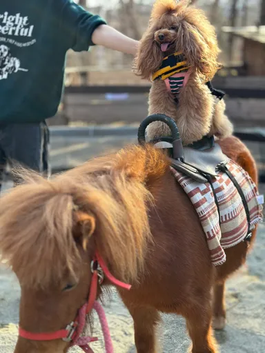 わんちゃんポニー乗馬体験