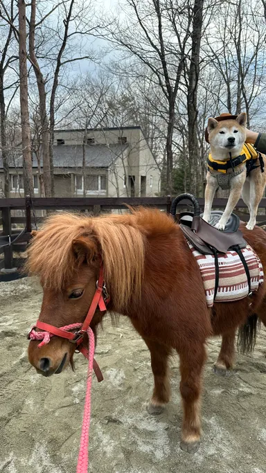 わんちゃんポニー乗馬体験