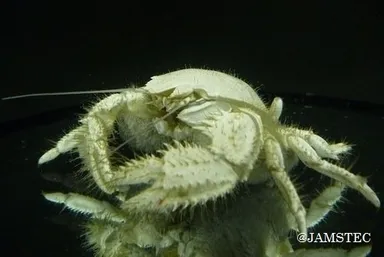 深海生物の画像