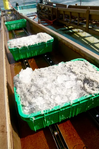 生しらす水揚げの様子