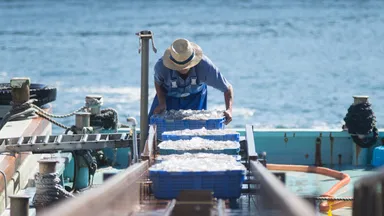 生しらす水揚げ風景