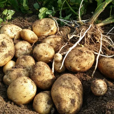 腸活菊芋ハニー濃縮シロップ：主な成分と特徴03