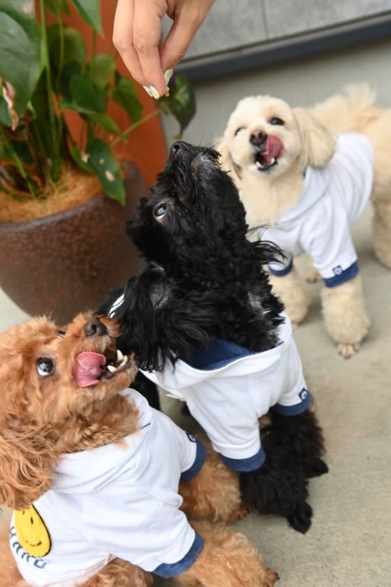 日本初！老舗精肉店が挑戦した“ワンちゃん専用ピザ”が大ヒット！
販売開始から2年で3万枚突破！フードロス削減にも大きく貢献