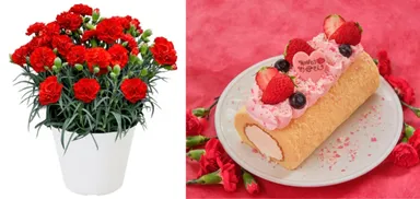 ロールケーキと鉢植えのセット