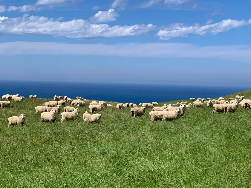 NZ牧場風景