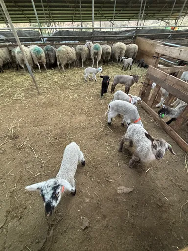 4月生まれの仔羊