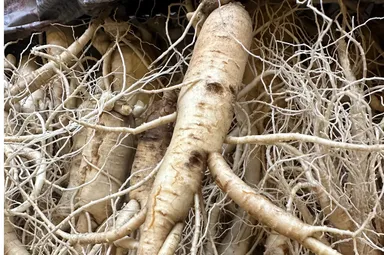 国産　高麗人参