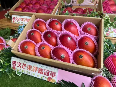 台湾屏東県最優秀県知事賞受賞チャンピオンマンゴー