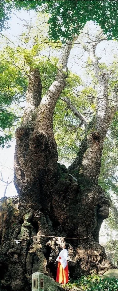 來宮神社　ご神木「大楠」
