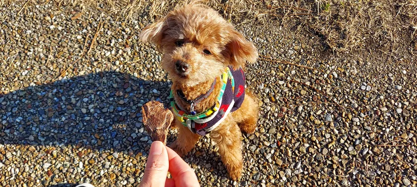 柔らかし上げで小型・老犬も食べやすい
