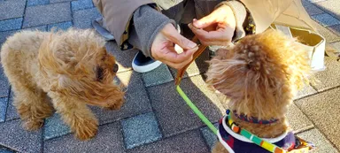 お友達と一緒に