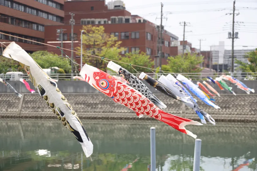 境川にこいのぼりが泳ぐ様子