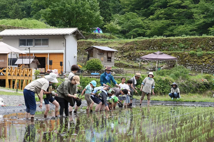昔ながらの手植えで行う体験会