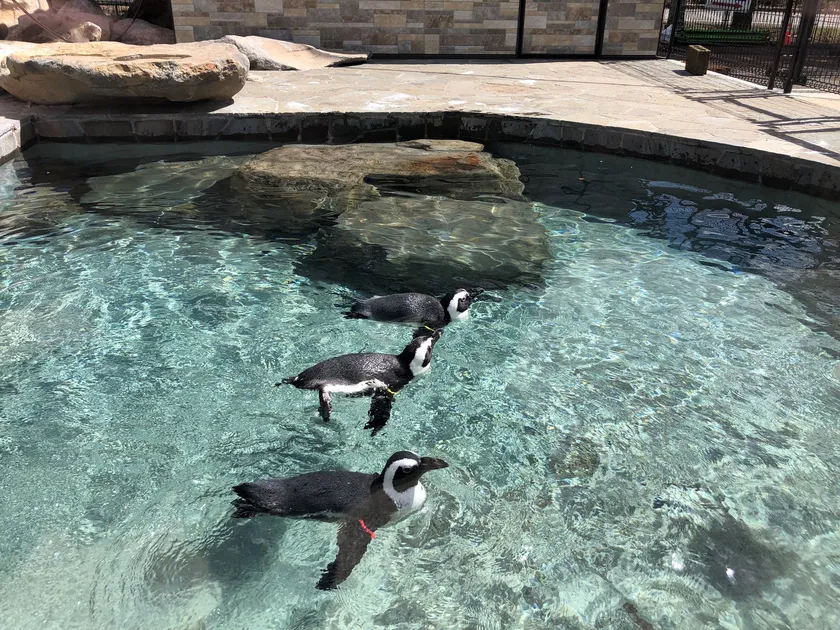ペンギン