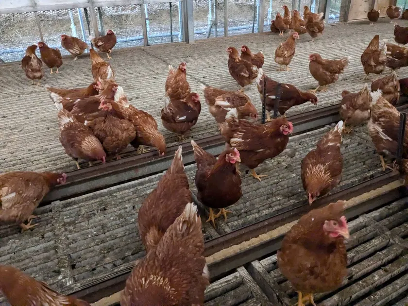 鶏の生活風景(1)