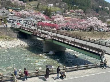 およそ5,000本の赤や白、ピンクの花桃が咲き乱れます
