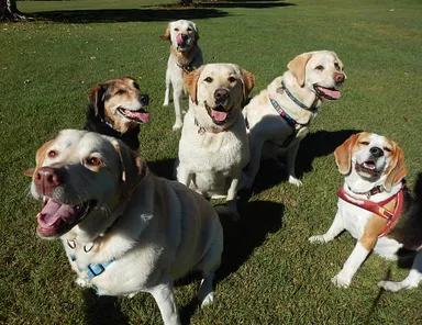 たくさんのわんちゃんが集まる