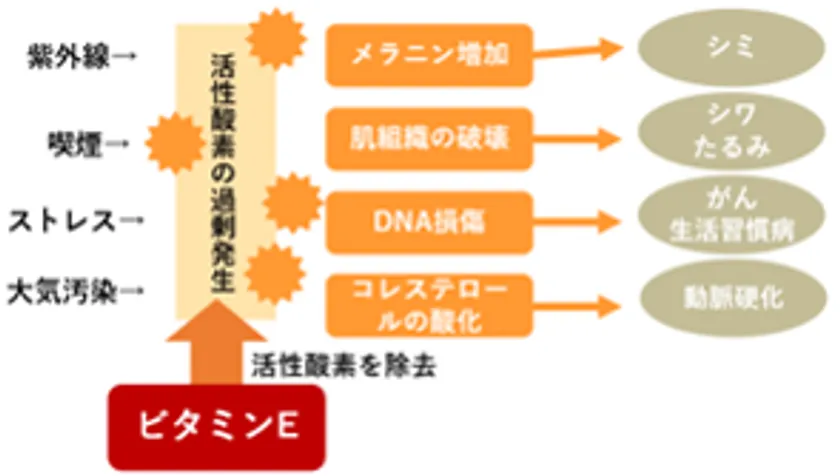 ビタミンEの抗酸化作用は活性酸素の生成を抑制