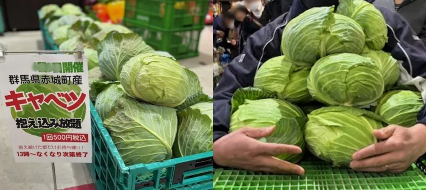 今シーズン最後の巨大寒玉「キャベツの抱え込み放題」