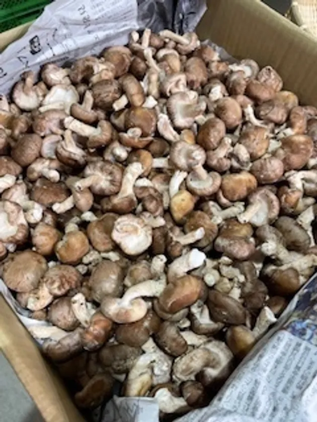 詰め放題・つかみ取り・すくい取り・刺し放題!等のイベントが盛りだくさん!