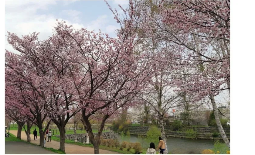 サーモンパーク内/千歳川沿いの桜