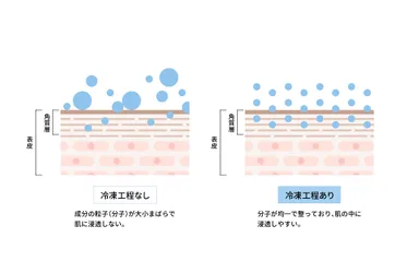 冷凍することで整える分子の配列と浸透イメージ