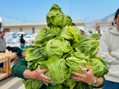 キャベツ抱え込み