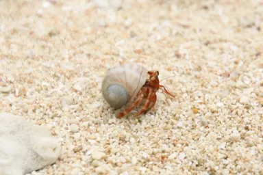 ハーミットクラブシステムの名称の由来