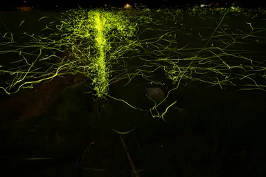 ホタル撮影場所付近2