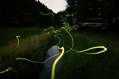 星蛍の幻想を切り撮る