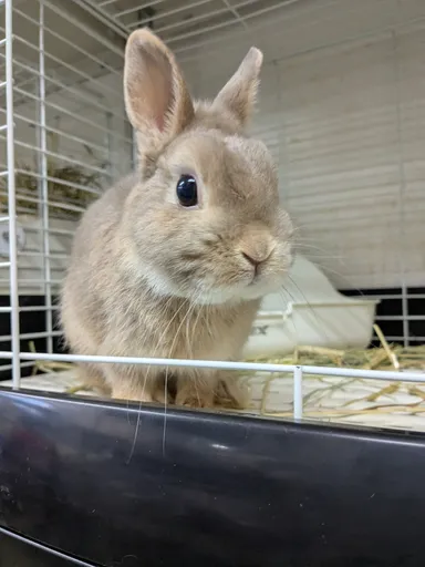 保護うさぎさん