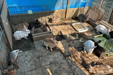 学校での飼育の様子