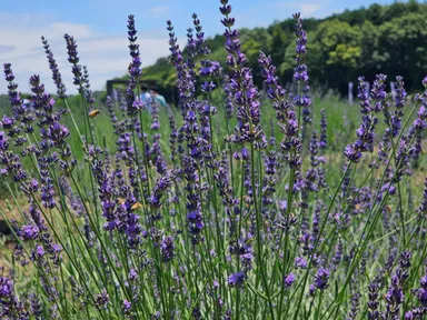 ラベンダーグロッソ2