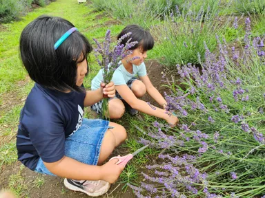 お子様でもつみとれます