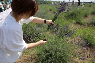 ラベンダーつみとり体験(土日のみ)