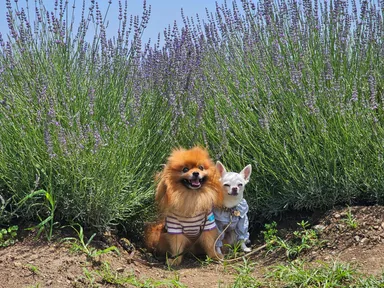 わんちゃんとラベンダー