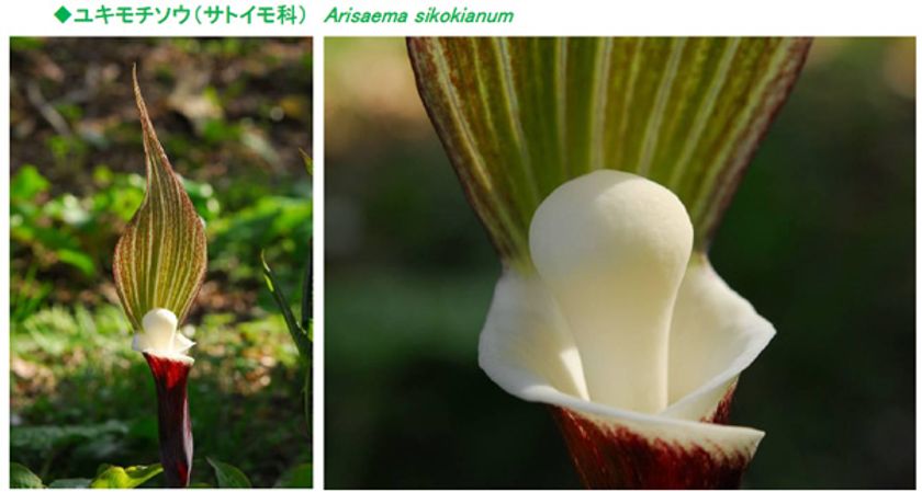 六甲高山植物園 ユニークな姿の人気者
「ユキモチソウ」が見頃です！