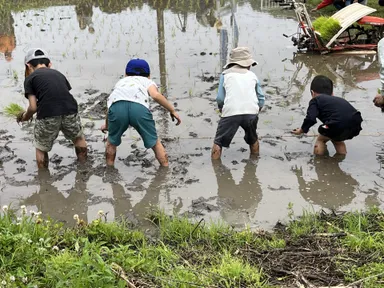 田植え(イメージ)