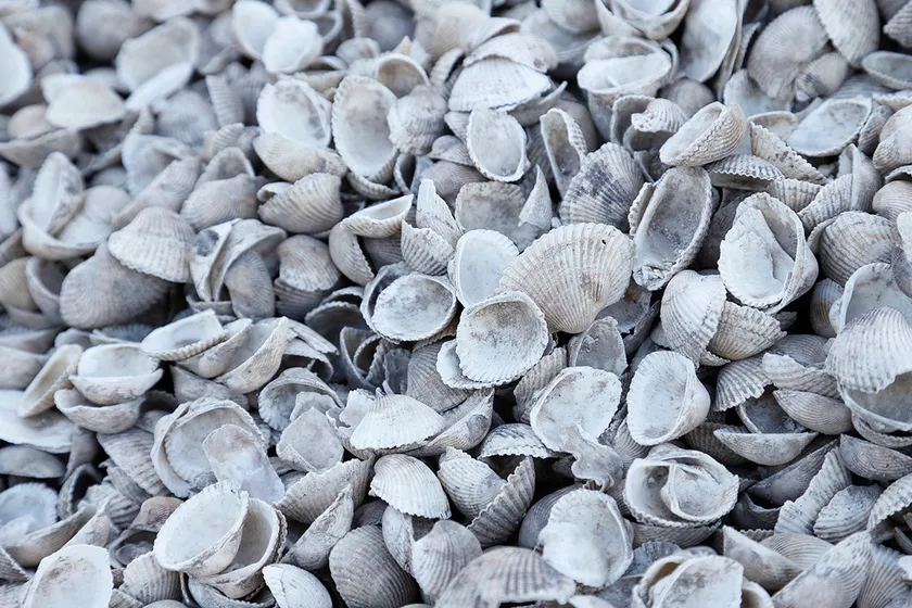有明海で水揚げされたサルボウ貝(赤貝)の殻
