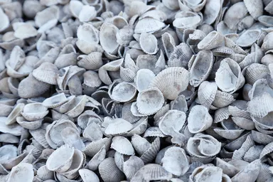 有明海で水揚げされたサルボウ貝(赤貝)の殻