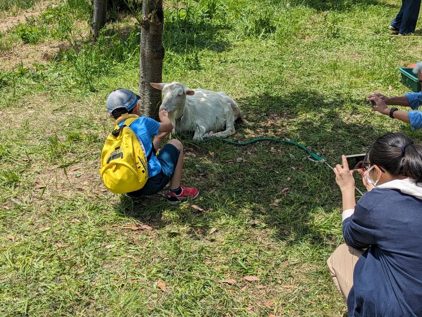 昨年のMGヤギ牧場の様子