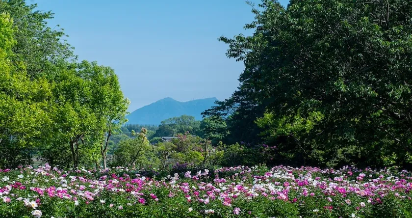 筑波山と満開の芍薬