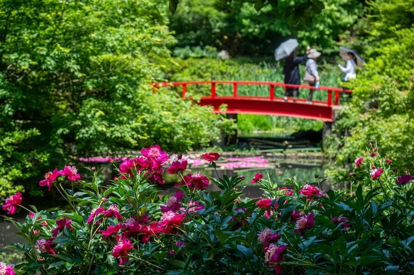 花筏と芍薬　5月