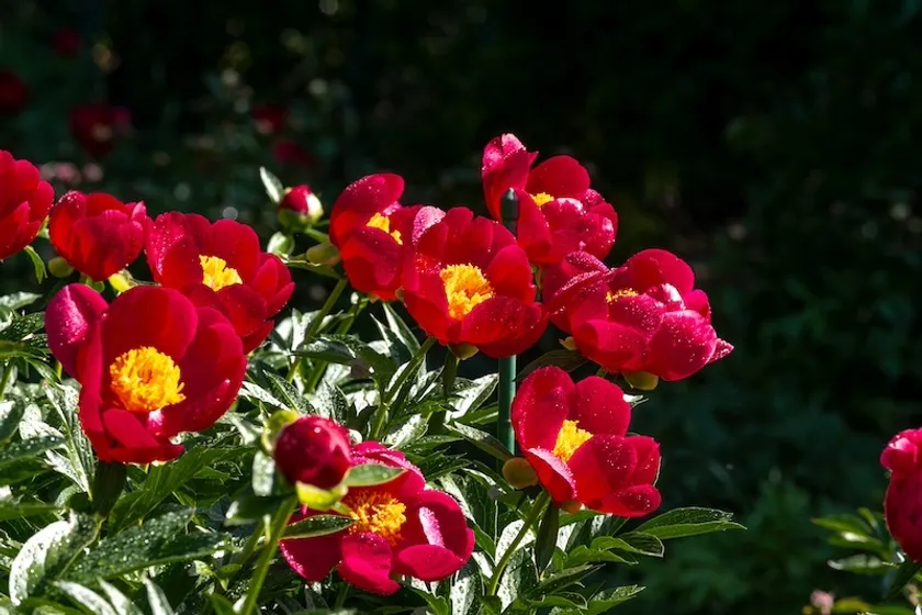 スカーレットオハラ