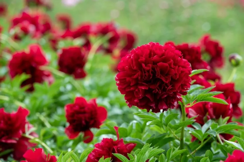 レッドグレイス